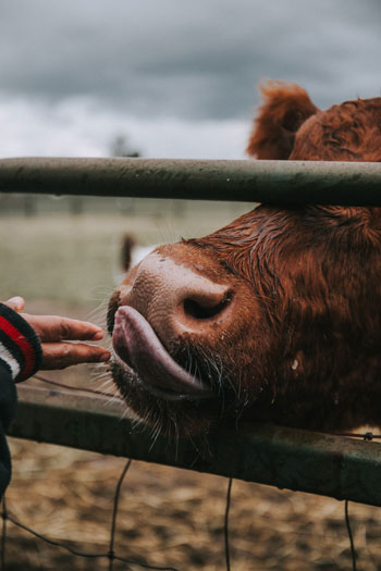 Cruelty Free - Cuidado Animal - Veganos y Naturales