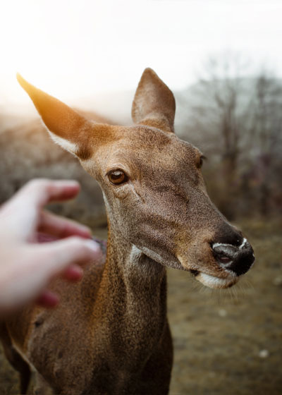 Vegano, amor por los animales